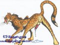Cheetah.jpg